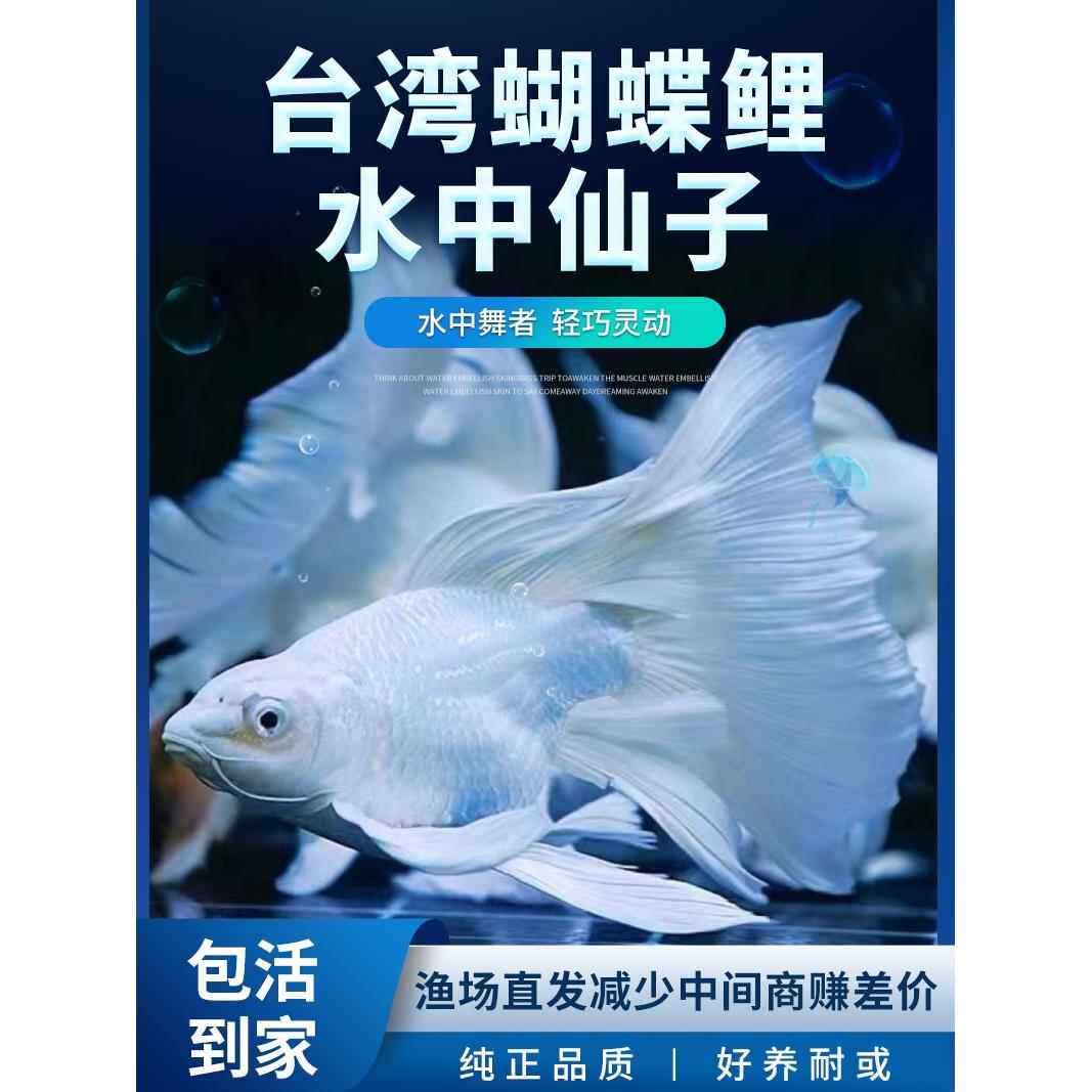 台湾蝴蝶鲤冷水观赏鱼石膏白短身球体狮头长尾锦鲤鱼苗活体金鱼