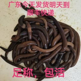 广东惠州快递黑蚯蚓大蚯蚓活饵腥味浓足称户外垂钓鱼