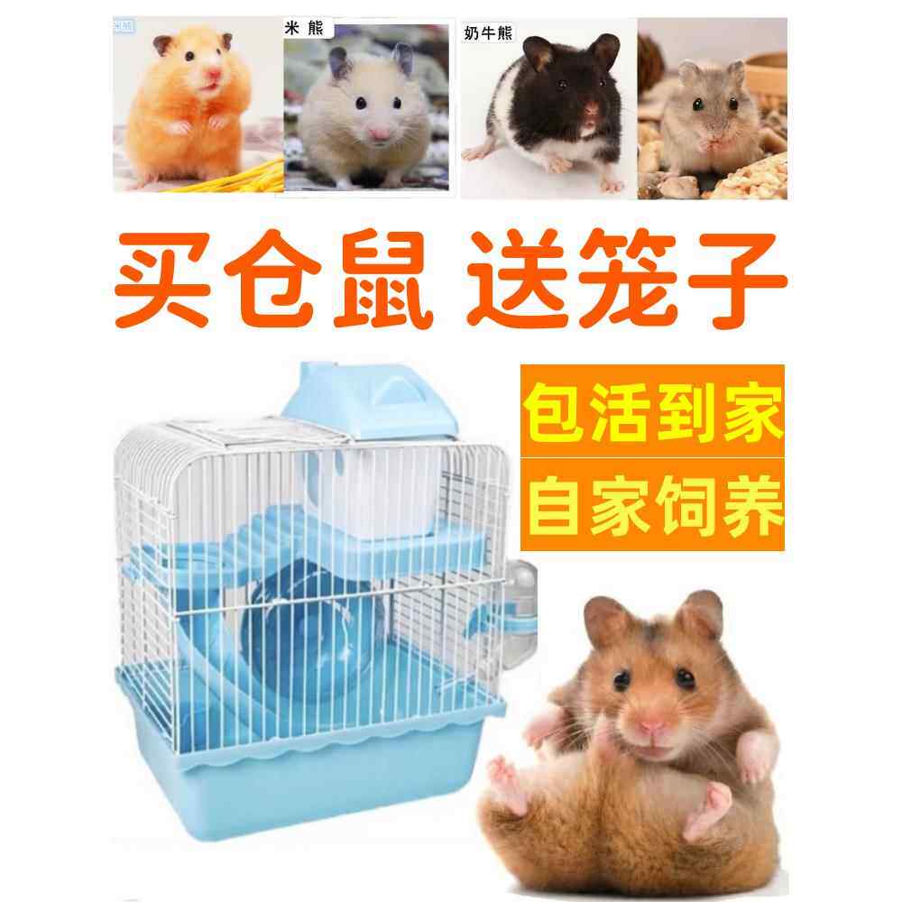 买小仓鼠送大笼子活物已打疫苗不咬人宠物苍鼠金丝熊三线银狐布丁