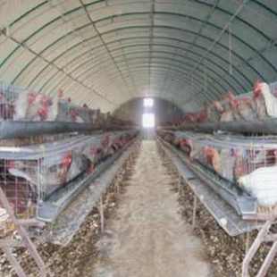 农业养殖大棚 养鸡养猪羊舍保温大棚 日光温室 椭圆管大棚钢架