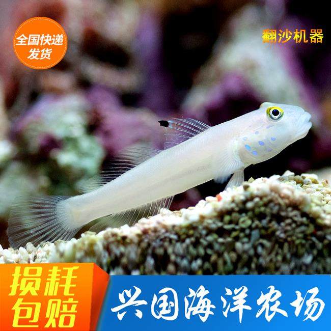 白虾虎 海水鱼珊瑚鱼缸活体海洋生物钻石哨兵翻砂翻沙清洁生物,宠物/宠物食品及用品,鱼,淘宝优惠券,粉丝福利购,淘宝优惠卷