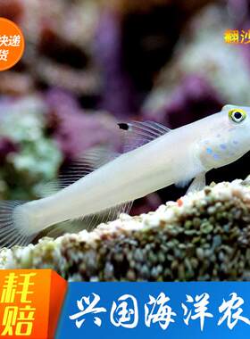 白虾虎 海水鱼珊瑚鱼缸活体海洋生物钻石哨兵翻砂翻沙清洁生物