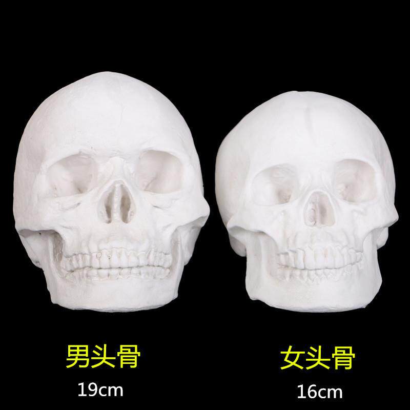 保质量人物石膏头骨骷髅头模型石膏教具几何体石膏像人像石膏静物