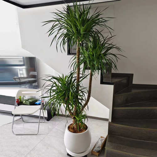 芳心草室内大植物盆栽老桩龙血树多头龙须树净化空气高档观叶绿植