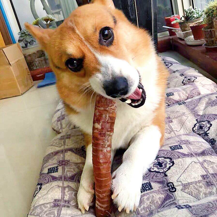 宠物狗狗磨牙喉管脆骨中大型犬洁齿耐啃软骨风干牛喉管整根