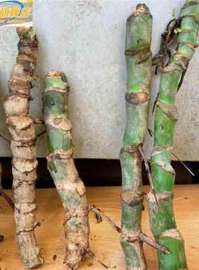 大开背栽老桩龟背竹水培盆土北型欧风大叶除办71公客9厅室内