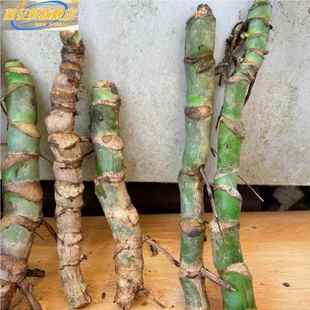 大开背栽老桩龟背竹水培盆土北型欧风大叶除办71公客9厅室内