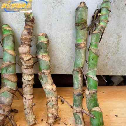 大开背栽老桩龟背竹水培盆土北型欧风大叶除办71公客9厅室内