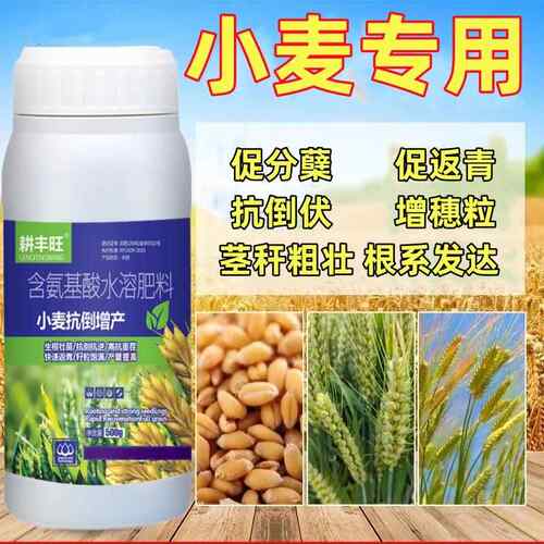 小麦专用叶面肥小麦增产小麦专用药抗倒伏矮壮素增产素抗病麦黄金
