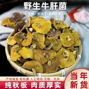 东北松蘑菇野生松蘑干货粘团子牛肝菌松树蘑菇松蛾子山货山珍特产