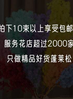 永生蓬莱松厂家直发白色蓬莱花店花材七夕节花材婚庆永生花干花