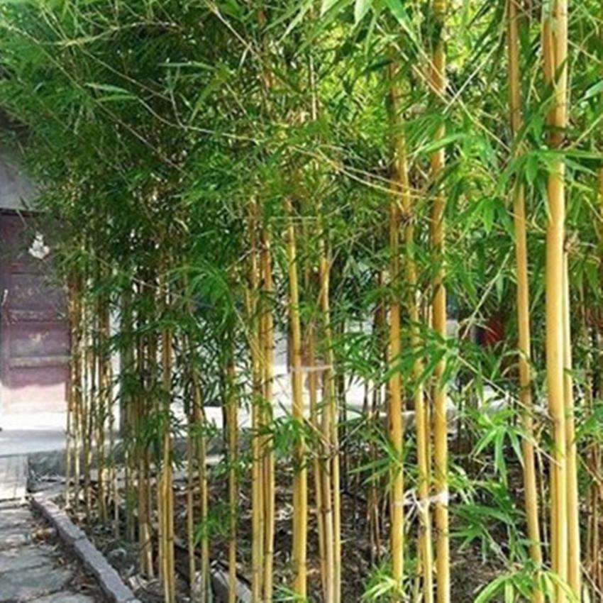 黄金竹苗间黄金竹苗庭院阳台种植速生竹苗好养活四季常青