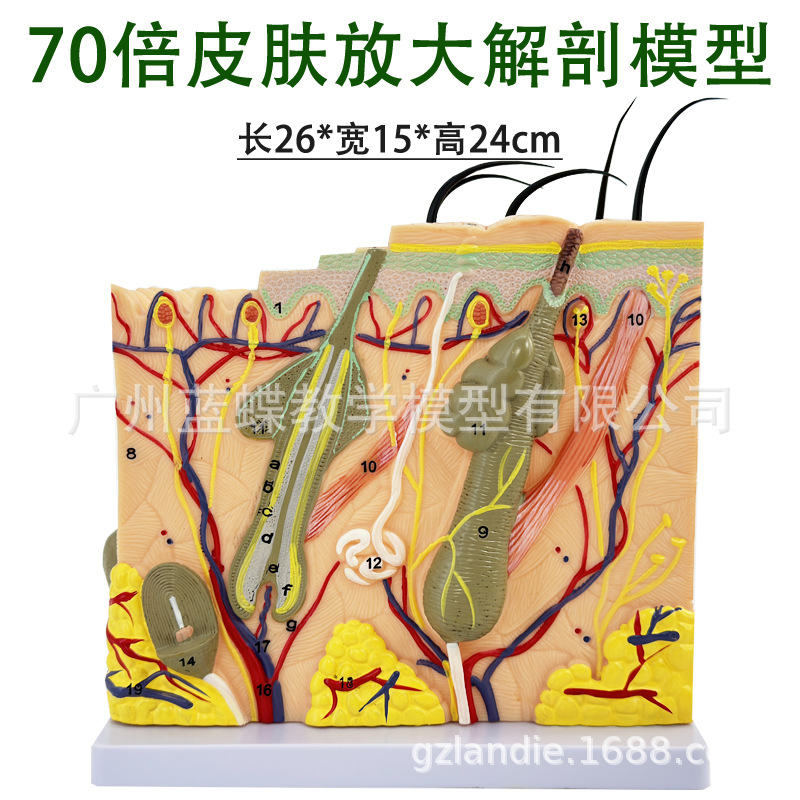 人体皮肤组织结构放大解剖模型