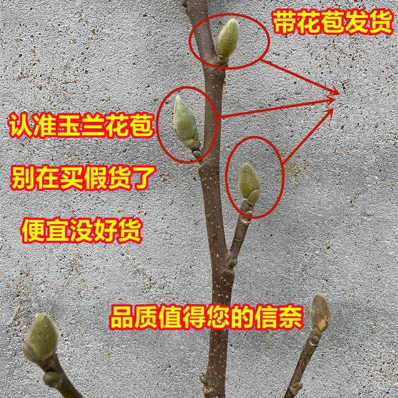 玉兰花树苗矮化盆栽大树苗庭院耐寒带花苞牡丹广玉兰四季好养植物