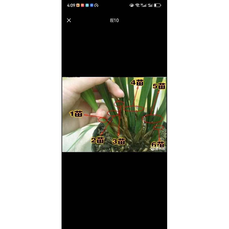 兰花墨兰企黑散苗地滩插花跑江湖专属裸根发货