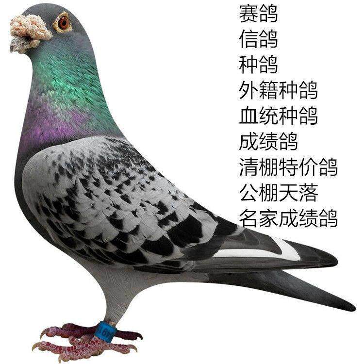 信鸽 赛鸽种鸽 成绩鸽活体
