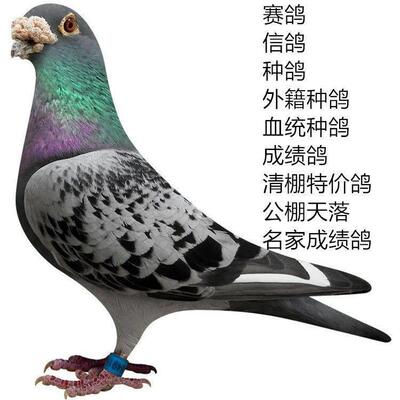 信鸽 赛鸽种鸽 成绩鸽活体