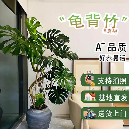 龟背竹客厅办公室内落地好养四季大型盆栽老桩绿植物大叶仙洞土培