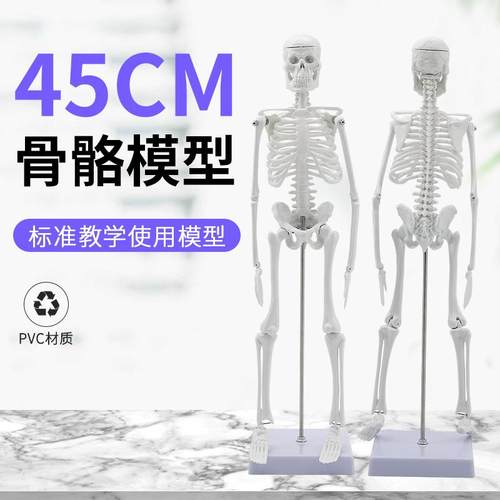 人骨架标本模型人体骨骼模型45CM 关节可活动教学有支架骷髅骨架