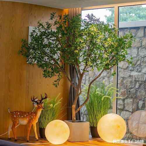 马醉木绿植造景假植物装饰室内大型落地景观树橱窗装饰树