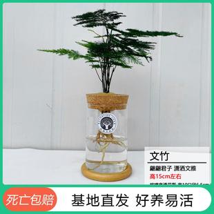 绿植盆景植物室内好养云竹水培办公室四季 常青小绿植盆栽盆栽文竹