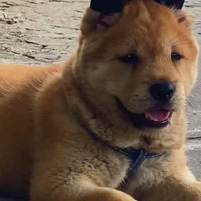 狗狗活体中华田园黄狗小狗幼犬看家土狗护院农村黑狗土狗本地家狗