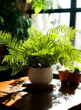 跨境仿真人造小盆栽蕨叶绿植客厅桌面玄关家居装饰摆件绿植盆栽