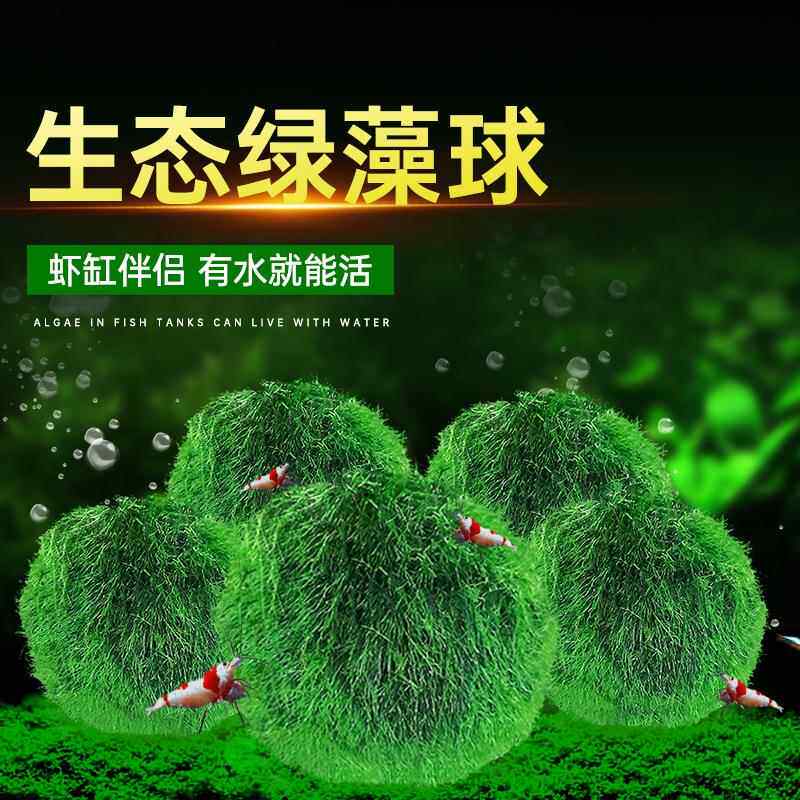 绿藻球 小鱼缸造景装饰生态瓶水草植物阴性超易养大中小藻球