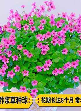 紫叶酢浆草种球花卉幸运草炸酱草室内紫色三叶草阳台盆栽每年开花