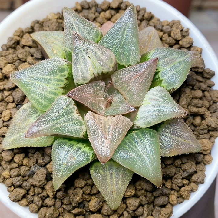 粉色粗白纹实生 丰富窗体颜色 实生特价 年末特价场 实生十二