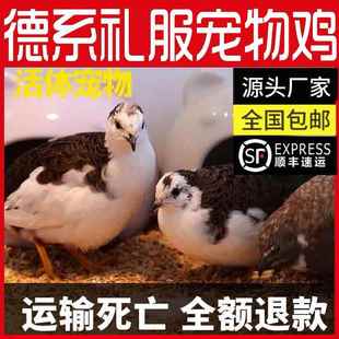 60天左右 网红芦丁鸡宠物鸡活物迷你鸡可观赏可下蛋全色系40