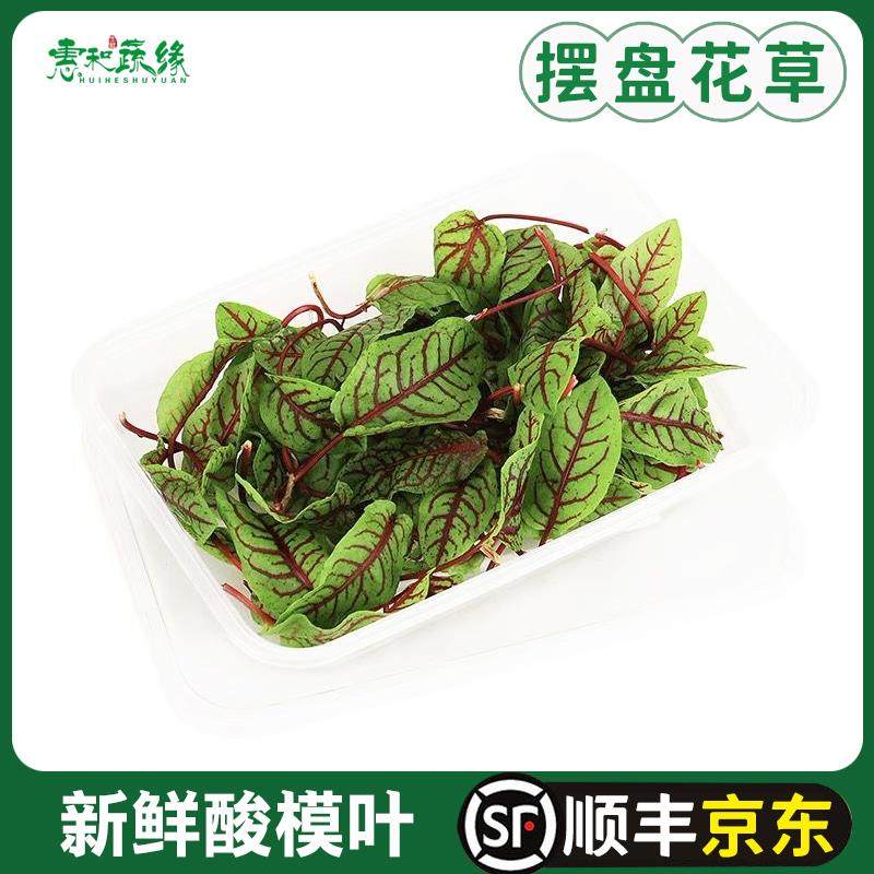 新鲜酸膜叶西餐酒楼摆盘装饰花草蛋糕饮品点缀叶子可食用红脉酸模