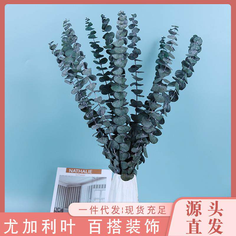 尤加利叶干花花束装饰小摆件树枝家居DIY花材永生花永生花装饰