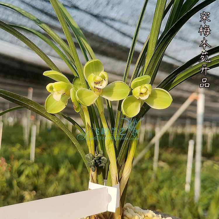 兰花春兰 宋梅 三百年传承老八种梅瓣自然种植品种保证盆栽无花苞