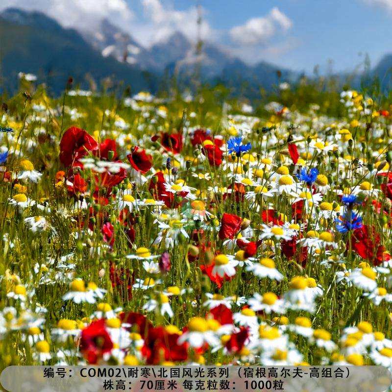 多种野花混合播种 组合耐阴花卉草籽 草花混播 树下花海 宿根组合