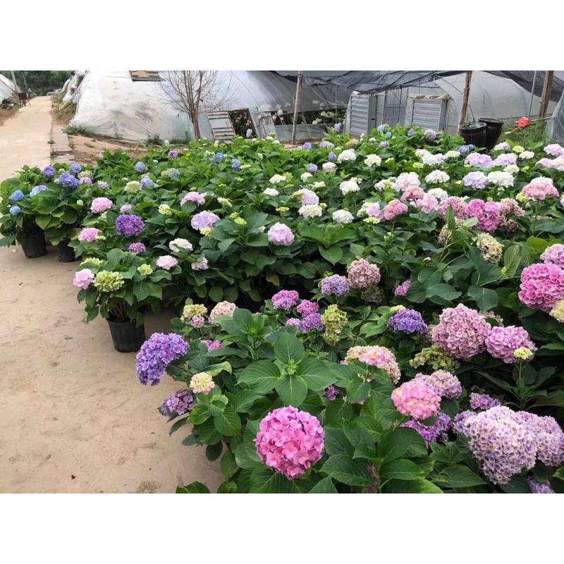 花卉绿植盆栽两加仑大花绣球无尽夏紫水晶新娘灵感妖吻公主佳澄