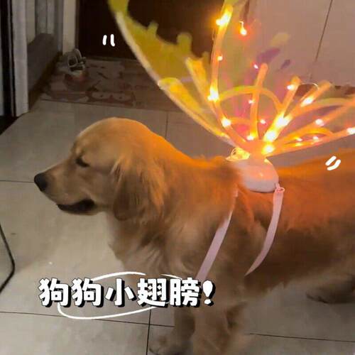 狗狗天使翅膀生日结婚装扮狗衣服带音乐动感羽翼中大型犬宠物配件