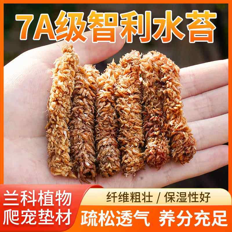 智利进口毛毛虫水苔七星干苔藓蝴蝶兰花专用土基质乌龟冬眠垫材