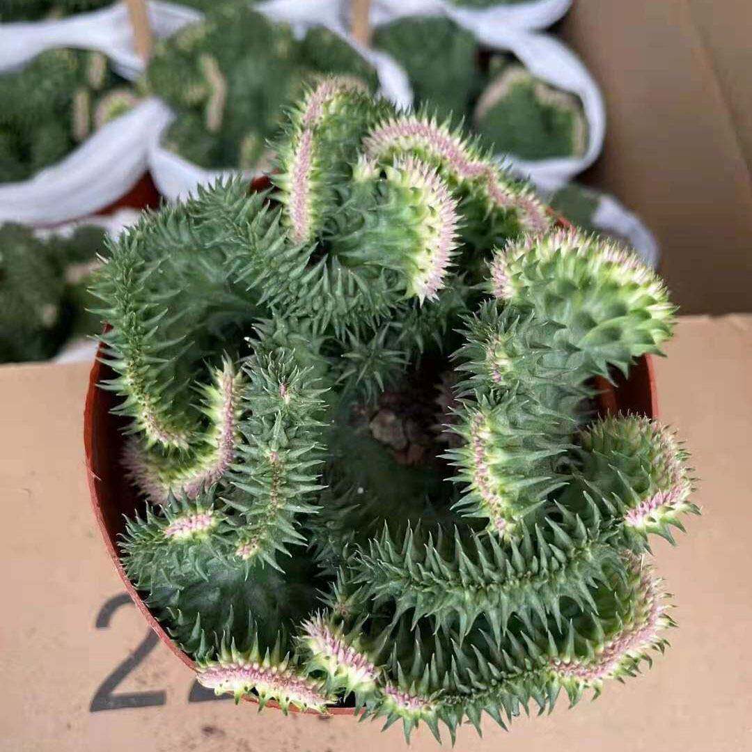 室内植物花卉绿植净化空气小盆栽仙人球修罗道锦