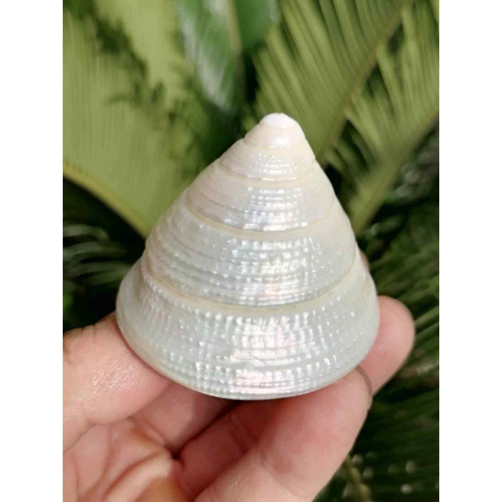 天然海螺壳明亮的小珍珠塔蜗牛地中海家居水族鱼缸景观窗装饰,家居饰品,海螺/贝壳/珊瑚,淘宝优惠券,粉丝福利购,淘宝优惠卷