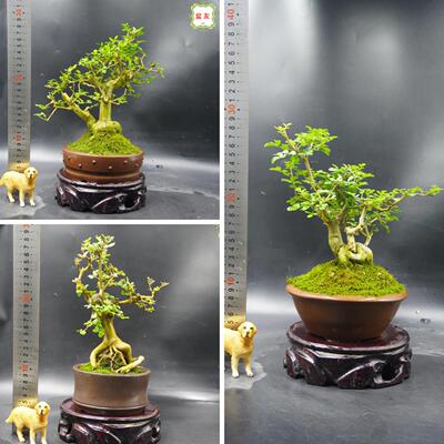 对节白蜡盆栽 对接白腊盆景 培养多年 绿植艺术造型 根脚怪异实拍