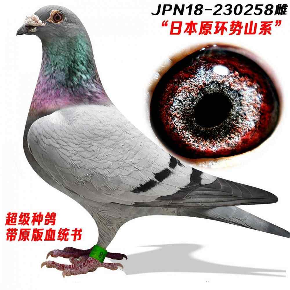 元宝鸽纯种信鸽成绩鸽种鸽赛鸽李鸟杨阿腾吴淞原环种鸽纯血种鸽