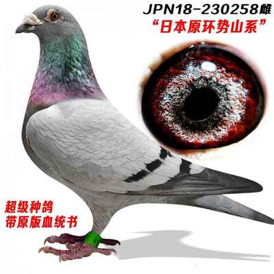 元宝鸽纯种信鸽成绩鸽种鸽赛鸽李鸟杨阿腾吴淞原环种鸽纯血种鸽