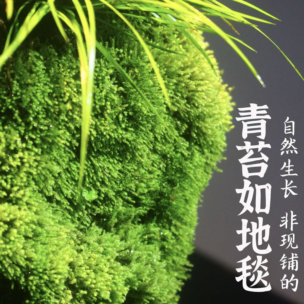 附石菖蒲吸水石小盆景虎耳草盆栽室内桌面绿植苔藓微景观水培植物