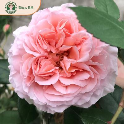 雷叔的花园亚伯拉罕月季花苗灌木爬藤四季开花浓香庭院花卉盆栽