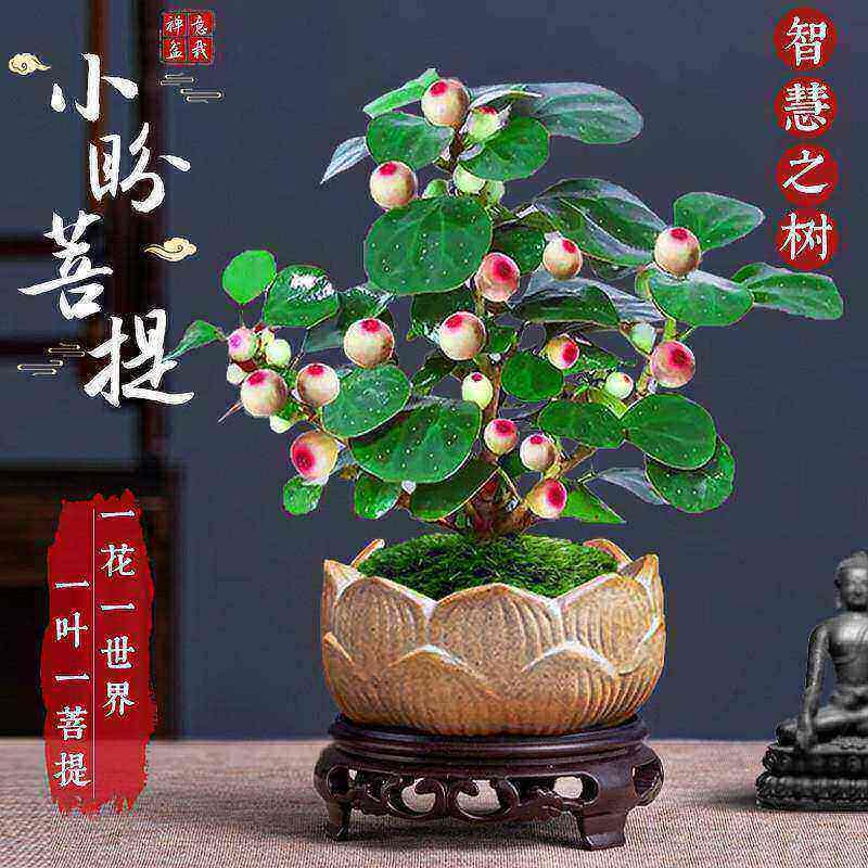 菩提树盆栽小盼菩提盆景带果中式禅意桌面摆件室内创意好养绿植物