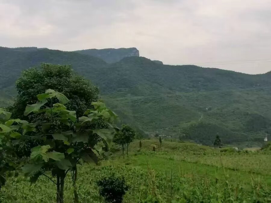 （特价处置）重庆市南川区水江镇宏图村100亩林权