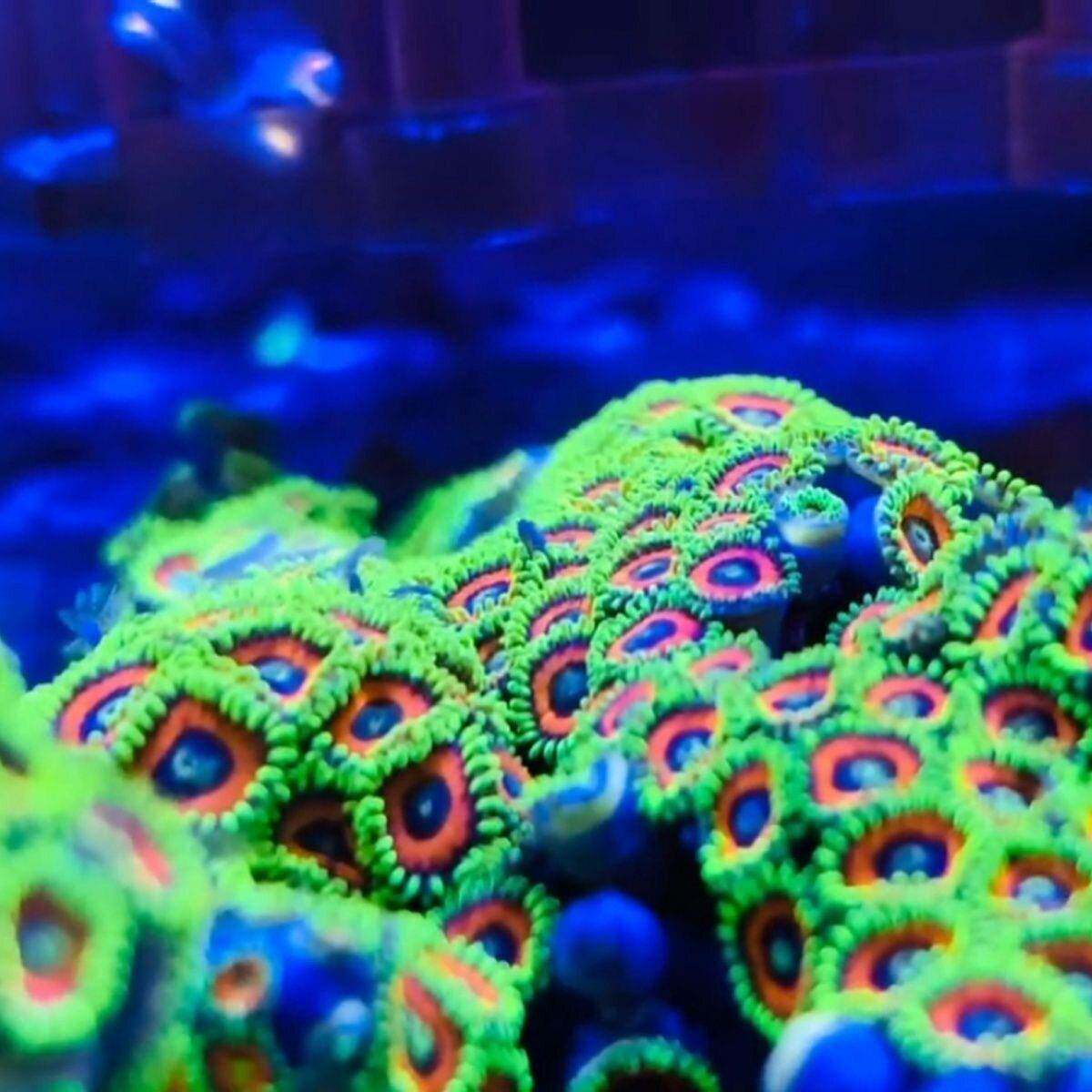 西瓜红纽扣珊瑚拼盘造景软体活珊瑚海缸生物新手缸大红纽扣人工养