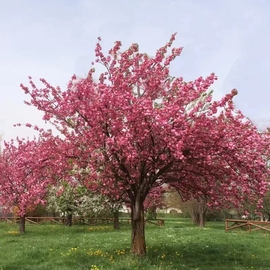 樱花树苗正宗日本樱花南北方庭院地栽盆栽花风景树园林植物绿化树