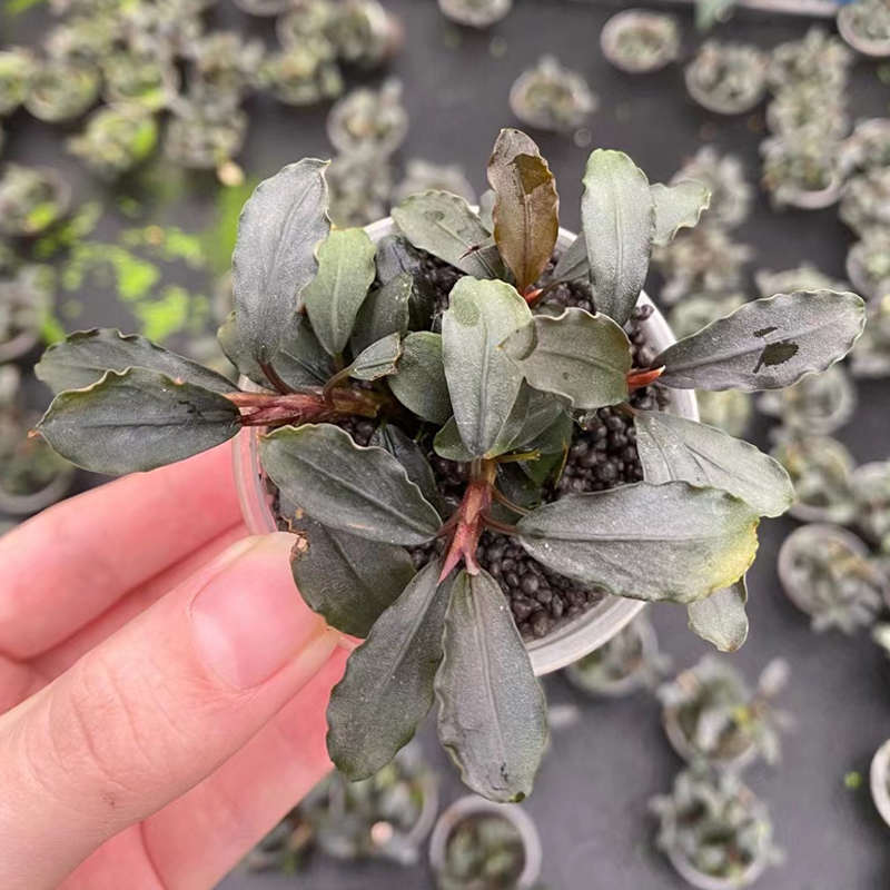 幽灵辣椒榕果冻杯水榕鱼缸造景水草场直发懒人水培增氧阴性淡水草